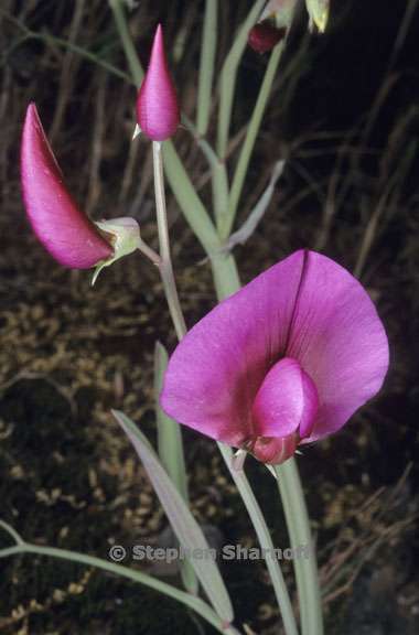 lathyrus tingitanus 1 graphic